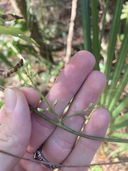 Phaseolus polystachios