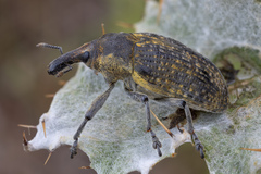 Larinus latus