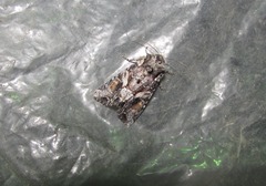Lacanobia contigua