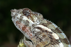 Furcifer pardalis