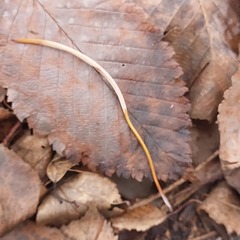 Macrotyphula fistulosa