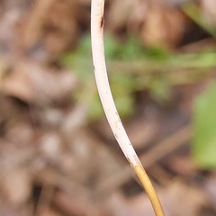 Macrotyphula fistulosa