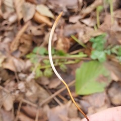 Macrotyphula fistulosa