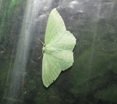 Geometra papilionaria