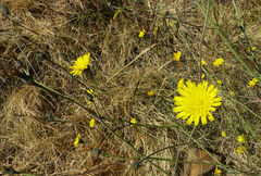 Crepis rueppellii