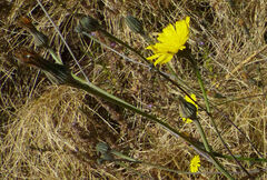 Crepis rueppellii