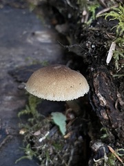 Pluteus romellii