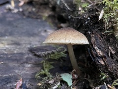 Pluteus romellii