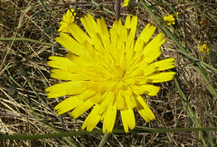 Crepis rueppellii