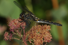 Leucorrhinia glacialis
