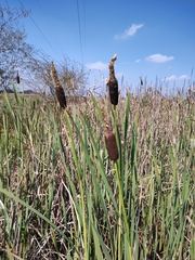 Typha orientalis