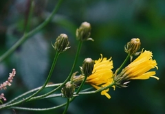 Crepis biennis