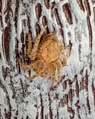 Eriophora edax