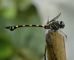 Ictinogomphus decoratus