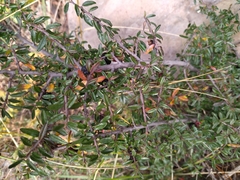 Symphoricarpos microphyllus