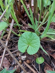 Centella asiatica