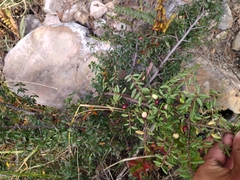 Symphoricarpos microphyllus