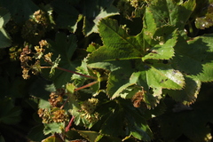 Alchemilla subcrenata