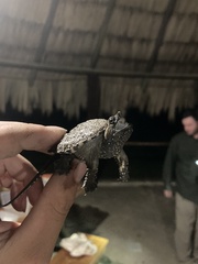 Chelydra rossignonii