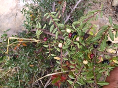 Symphoricarpos microphyllus