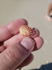Cardites floridanus