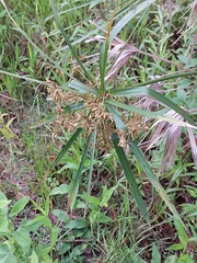 Cyperus alternifolius