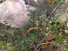 Symphoricarpos microphyllus