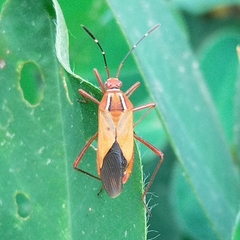Hypselonotus interruptus