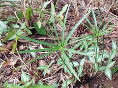 Cyperus alternifolius