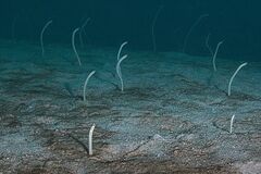 Gorgasia maculata