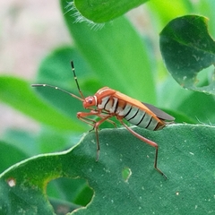 Hypselonotus interruptus