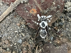 Beauveria bassiana