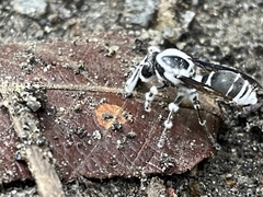 Beauveria bassiana