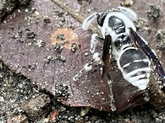 Beauveria bassiana