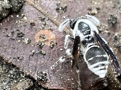 Beauveria bassiana