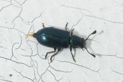 Necrobia violacea