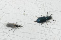 Necrobia violacea
