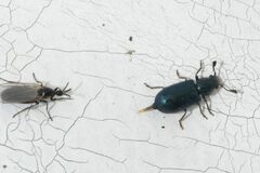 Necrobia violacea