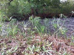 Cyperus alternifolius