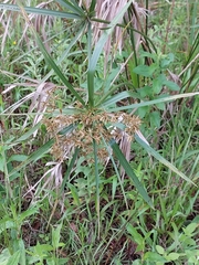 Cyperus alternifolius