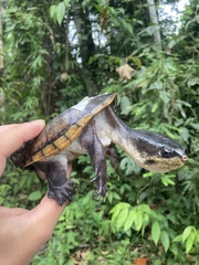 Claudius angustatus