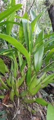 Prosthechea cochleata