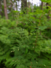 Poa trivialis