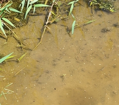 Oreochromis mossambicus