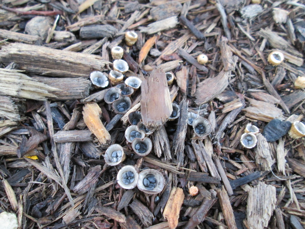 dungloving bird's nest fungus from North Center, Chicago, IL, USA on September 04, 2018 at 06