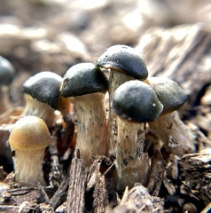 Psilocybe