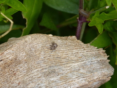 Habronattus coecatus
