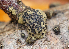 Annulohypoxylon annulatum