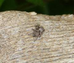 Habronattus coecatus