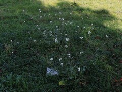 Diplotaxis erucoides